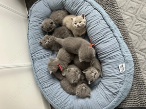BKH Kitten (ohne Stammbaum) suchen ihr liebevolles Zuhause Bild 10
