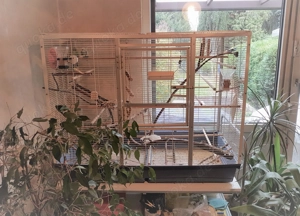 Großer Vogelkäfig   Käfig   Kleintierkäfig   Voliere