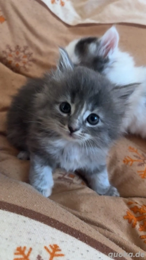 Zuckersüße Kätzchen