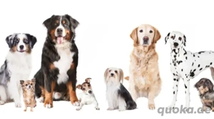 Wir suchen einen Hund 