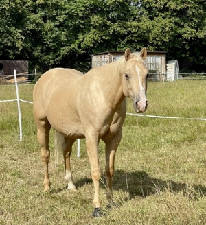 Quarter Horse Wallach 