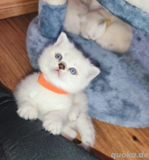 1 Reinrassiges BKH Kitten  Mädchen
