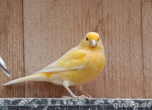 Kanarienvogel Hahn 