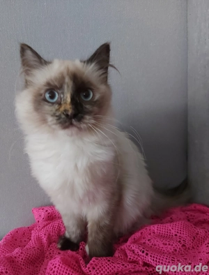 Heilige Birma Kitten, Kätzchen, Babyskatzen, Jungkatzen