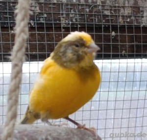 Kanarienvogel Henne 