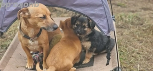 Malteser Jack Russell Mix