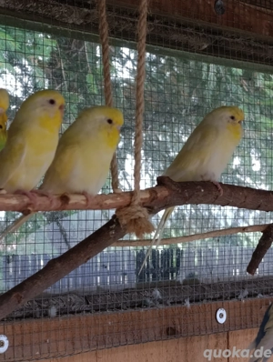 Wellensittiche Hennen Lutino 