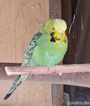 Wellensittich Henne 