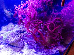 Halymenia durvillei - Makro-Alge 'Dragons Breath' (Kostenlos oder Tausch)