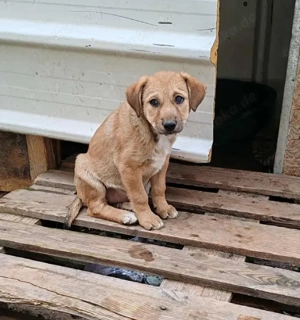 ELORA - Traumzuhause gesucht (wartet in Rumänien)