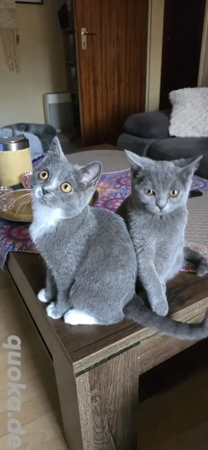 Lilly und Fey Bkh Mix Kitten