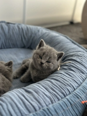 BKH Kitten (ohne Stammbaum) suchen ihr liebevolles Zuhause Bild 8