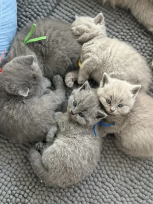 BKH Kitten (ohne Stammbaum) suchen ihr liebevolles Zuhause Bild 9