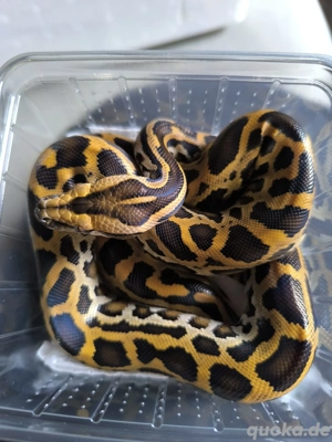 0.1 Tigerpython het Albino NZ25