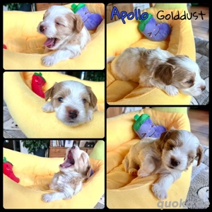 Traumhafte Yorkshire-Welpen aus Familienaufzucht