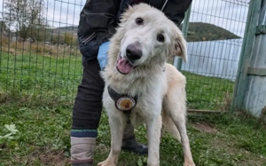 Lebensfreude pur: unsere Rose