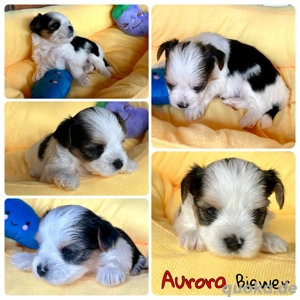 Traumhafte Yorkshire-Welpen aus Familienaufzucht