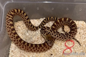 pflegeleichte Nattern abzugeben, pituophis catenifer sayi