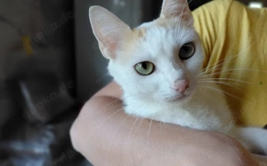 Fröhliche Gwin: Charmeur auf vier Pfoten sucht Kuschelpartner und Spielgefährten