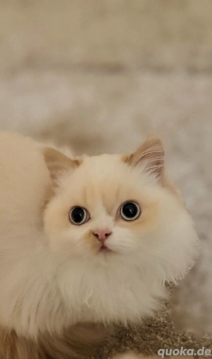 Süße Ragdoll-Katze, 5 Monate alt