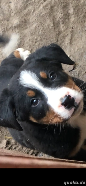 Bernersennen  Schweizer sennen Mix Welpen 