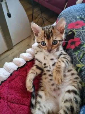 Bengal Kitten mit Stammbaum