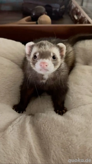 Da er nicht verschuldet ist, suche ich ein neues Zuhause, mein 15 Wochen altes Silberkochfeld  Er le