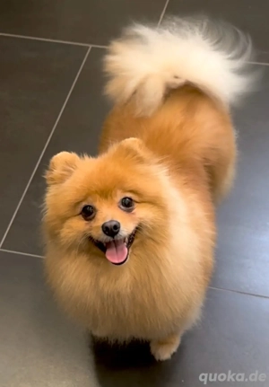 Zwergspitz pomeranian Hündin 