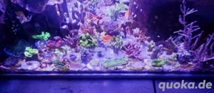 Meerwasser Korallenableger Korallen Zoas Weichkorallen SPS LPS Aquarium