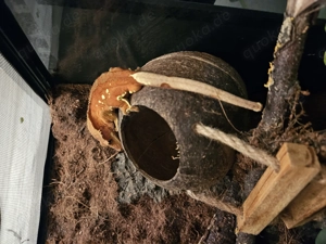 Kronengecko - Red w  Portholes 1.0 adult