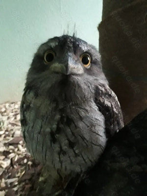 Australische Eulenschwalme