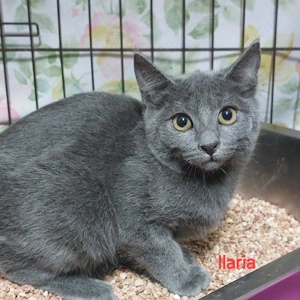  Drei kleine Kämpferchen suchen ihr Zuhause   BITTE TEILEN! 