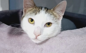 Lachen und Schnurren erwünscht: Rena bringt Freude in Ihr Leben