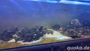 Lebendgestein Meerwasser