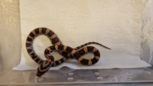 wunderschöne Kornnattern August GB