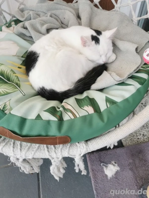 Süsse Türkisch Van