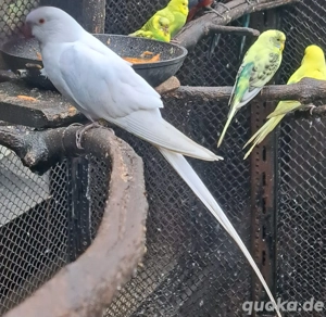 1,0 Princess of Wales abzugeben 