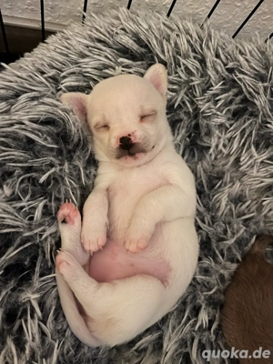 Chihauhua Hündin  Bild 2