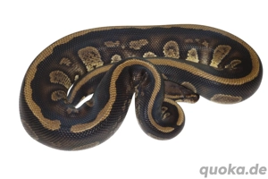 1.0 Stranger 100% het Clown (PB) Königspython, Python Regius 