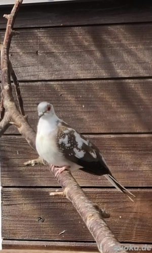 Diamant tauben in verschiedenen Farben abzugeben 