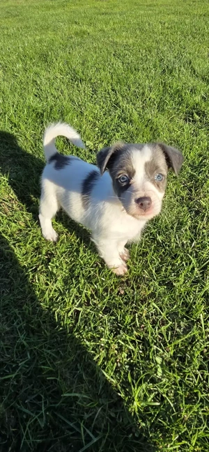Jack Russell Welpen mit besonderer Farbe (blau   grau) zu verkaufen