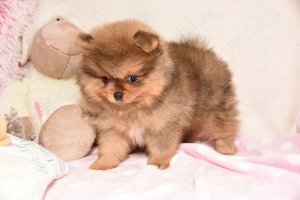 Reinrassige Pomeranian Zwergspitz Welpen Bild 5