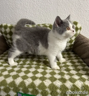 Britisch Kurzhaar Kitten blue white