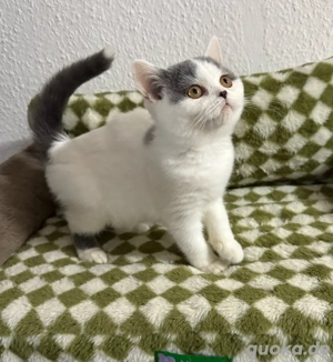 Britisch Kurzhaar Kitten blue white