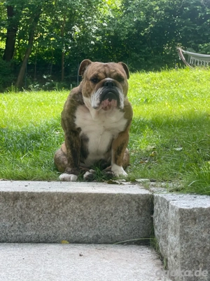 Englische Bulldogge Hündin mit Papierem