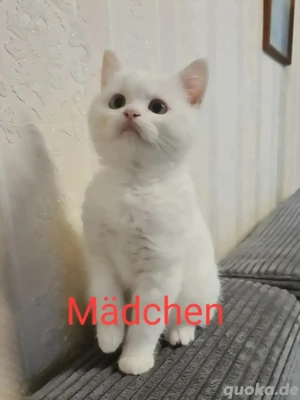 7 süße reine bkh Kätzchen 