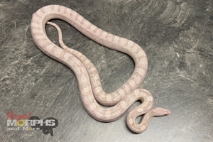 Kornnatter und Lampropeltis Leonis Zuchttiere - het. Palmetto usw. Bild 3