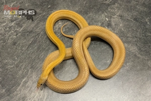 Kornnatter und Lampropeltis Leonis Zuchttiere - het. Palmetto usw. Bild 2