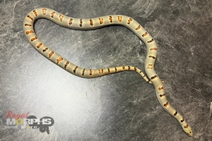 Kornnatter und Lampropeltis Leonis Zuchttiere - het. Palmetto usw. Bild 4