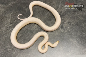 Kornnatter und Lampropeltis Leonis Zuchttiere - het. Palmetto usw. Bild 1